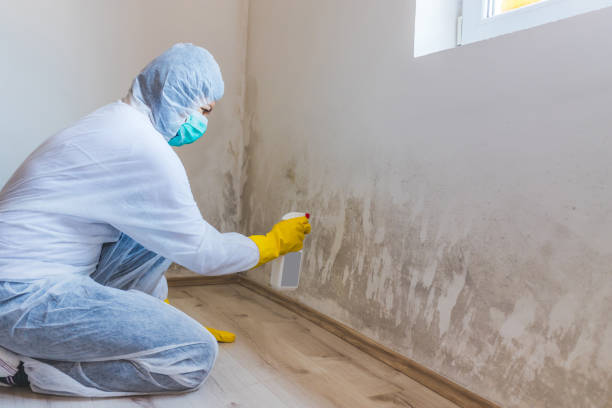 Black mold inspection in Bayport